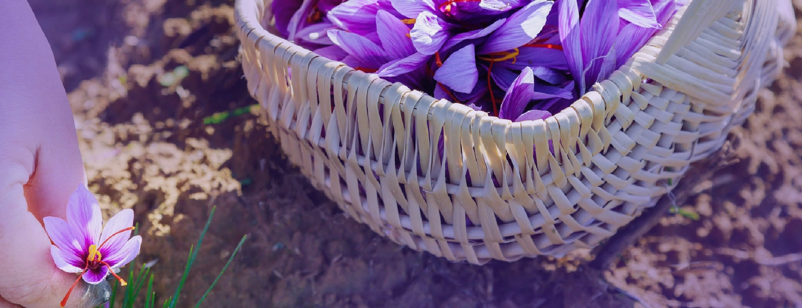زعفران علوی کاشان