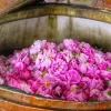 سفر به قلب گلاب ایران در اردیبهشت ماه، تجربه ای بی‌نظیر است
