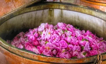 سفر به قلب گلاب ایران در اردیبهشت ماه، تجربه ای بی‌نظیر است