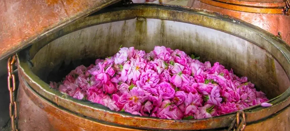 سفر به قلب گلاب ایران در اردیبهشت ماه، تجربه ای بی‌نظیر است