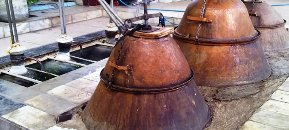 دیدن مراسم گلابگیری در اردیبهشت
